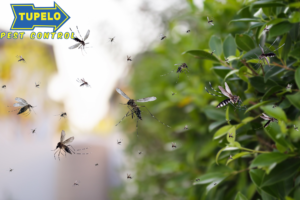mosquito pest control