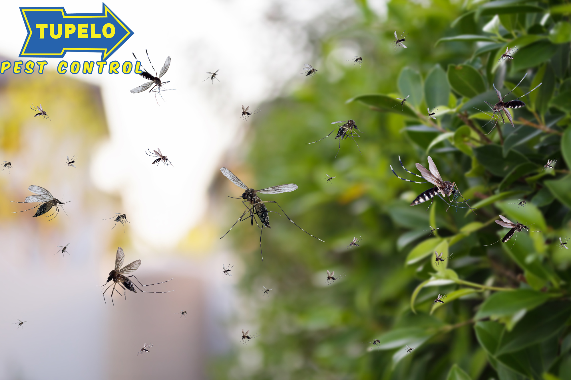 mosquito pest control