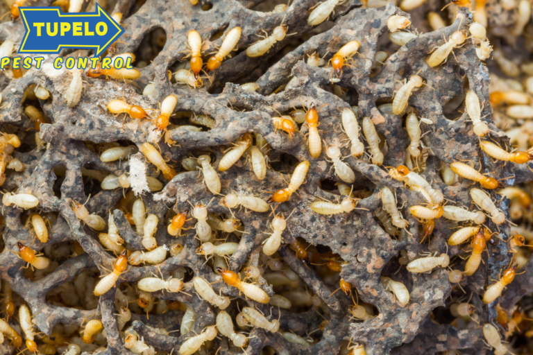 termite treatment
