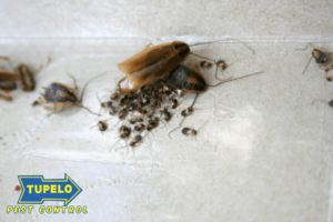 pest control