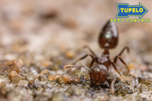 pest control