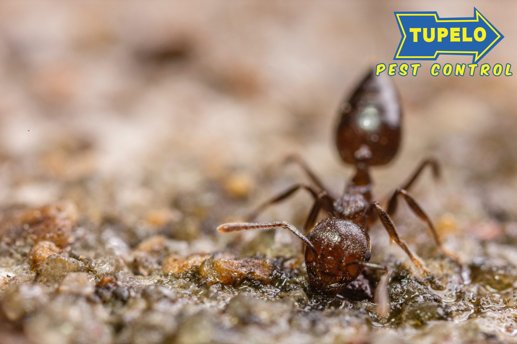 pest control