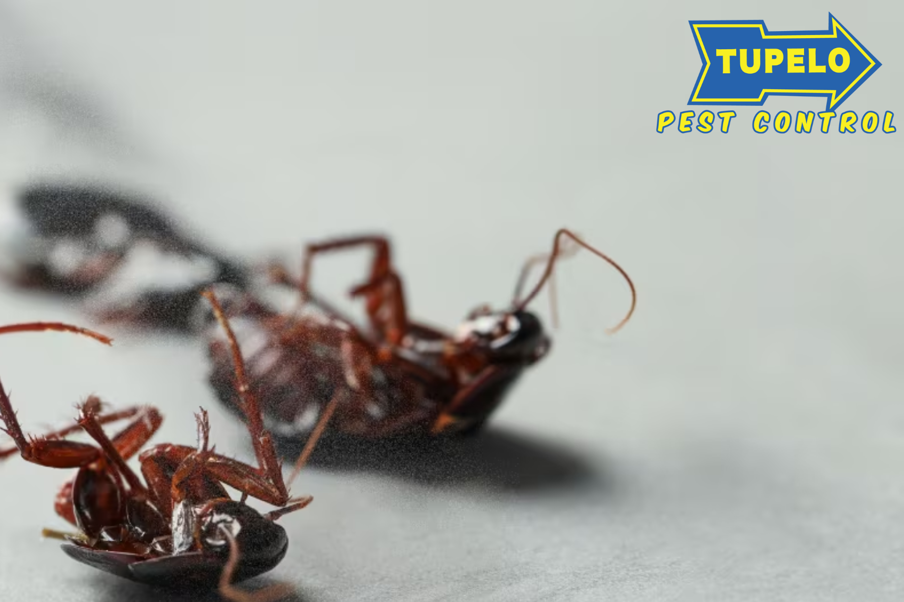 pest control