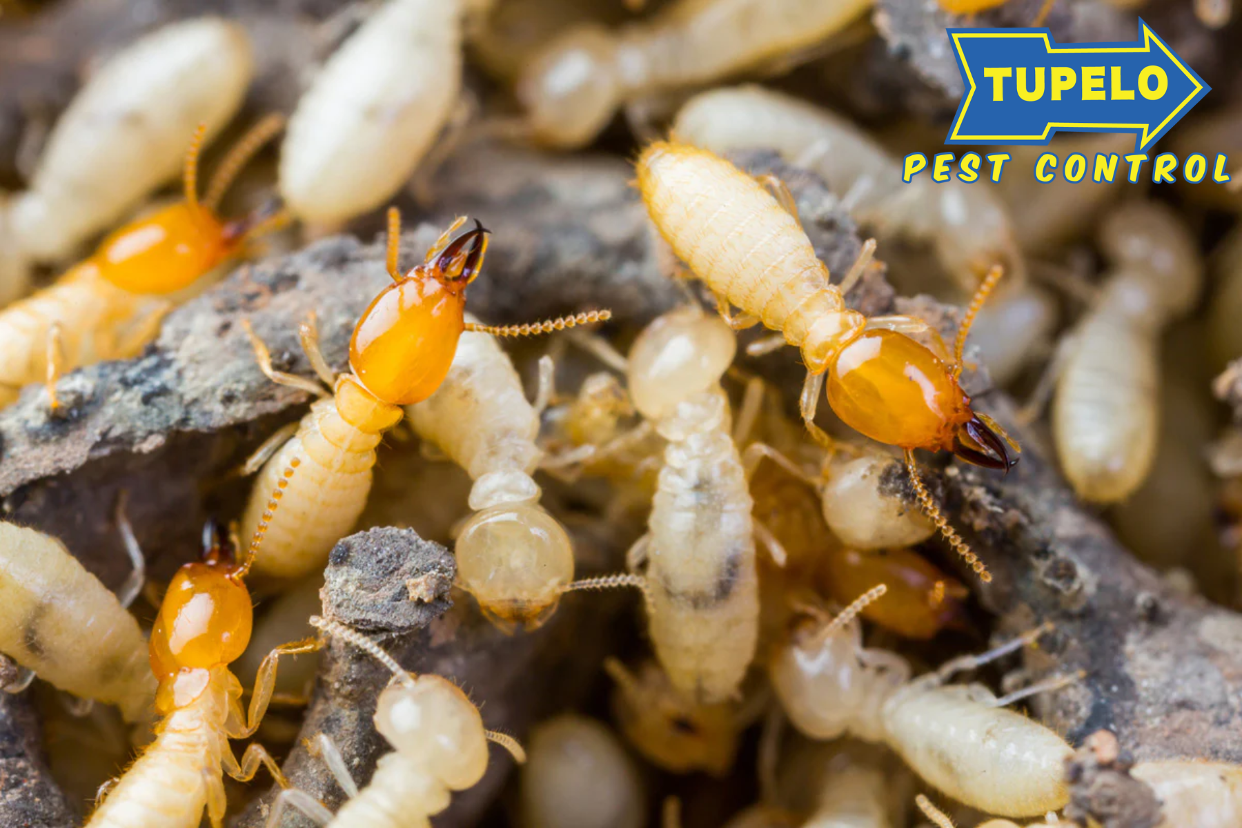 pest control