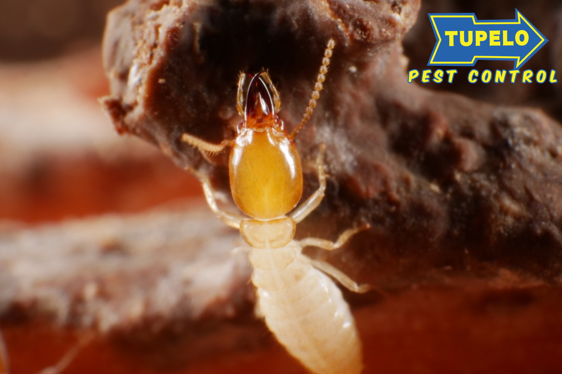 termite