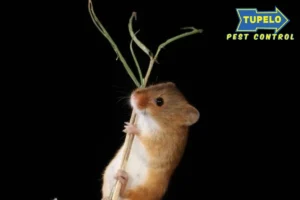 Harvest mouse captured in natural habitat