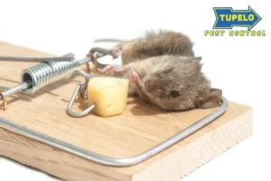 Mouse in a spring-loaded mouse trap
