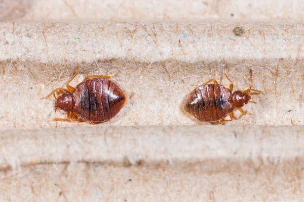 Amory Pest Control