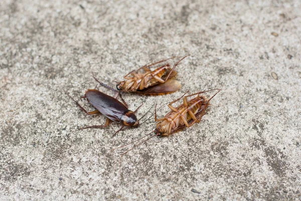 exterminators Fulton