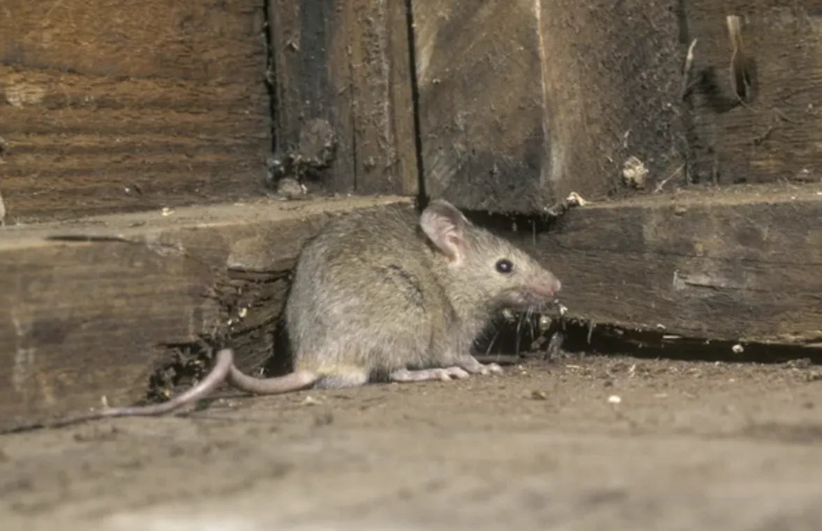 pest control services Amory MS