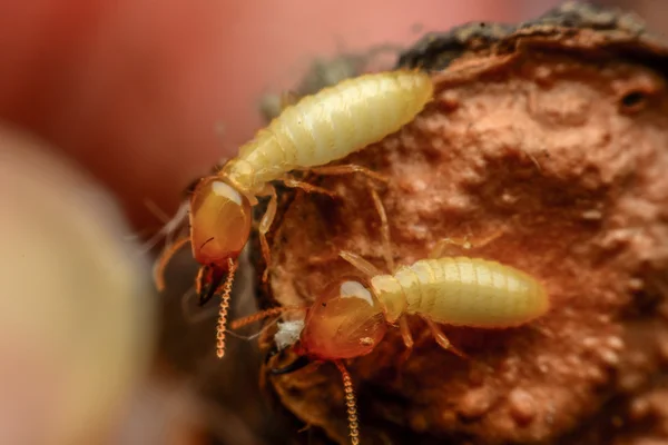 pest control services Pontotoc MS