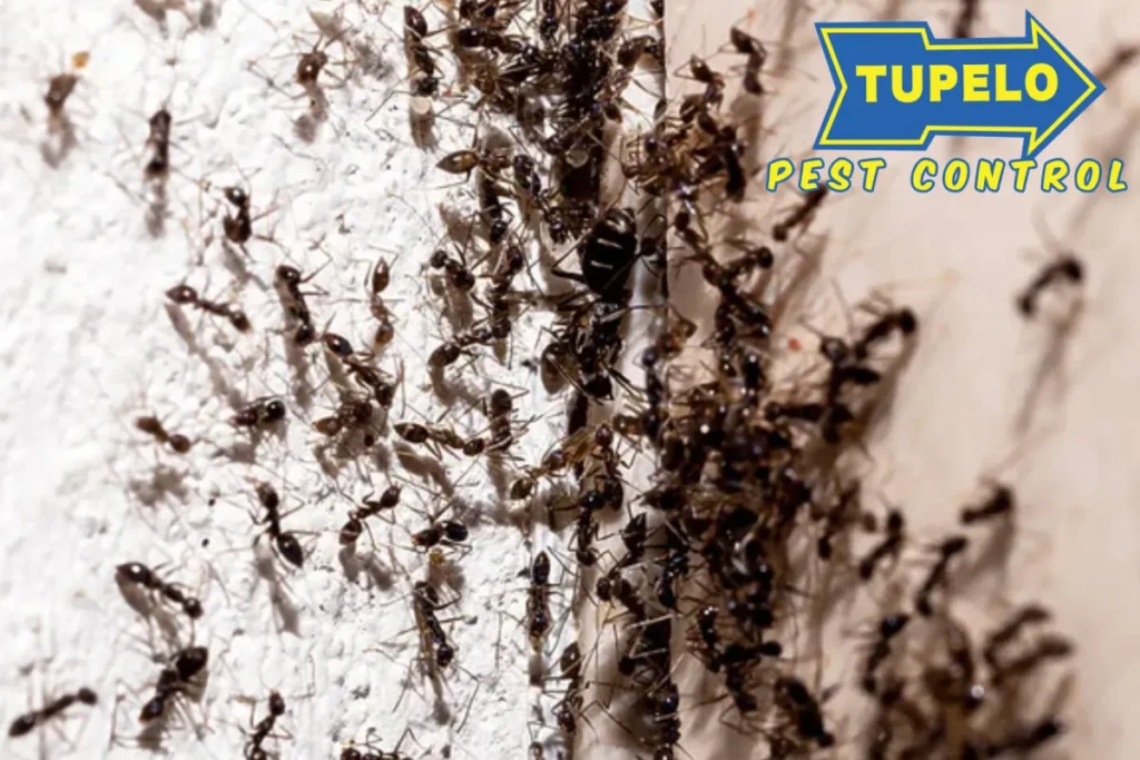 ant infestation
