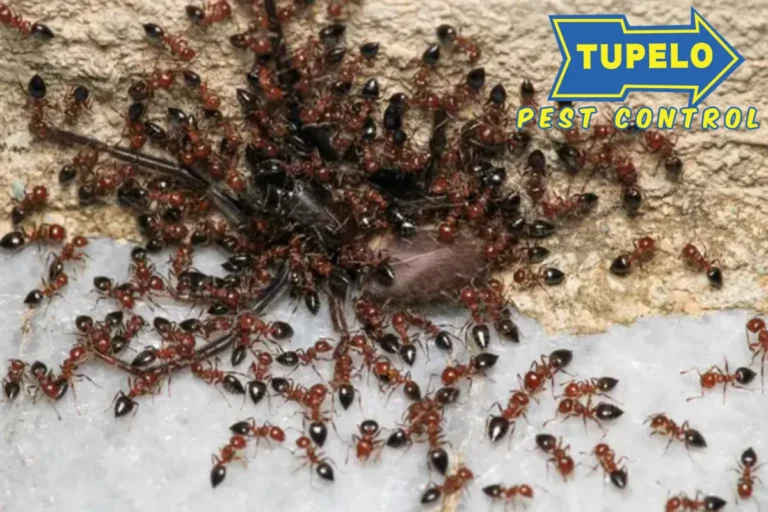 ants