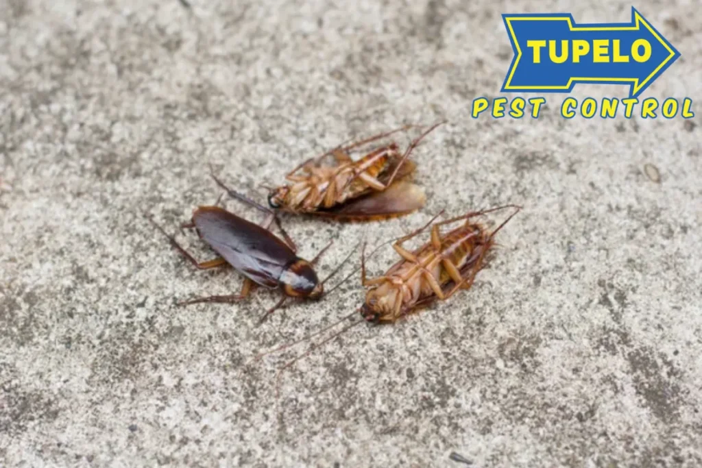cockroach