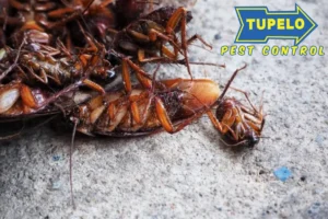 cockroaches