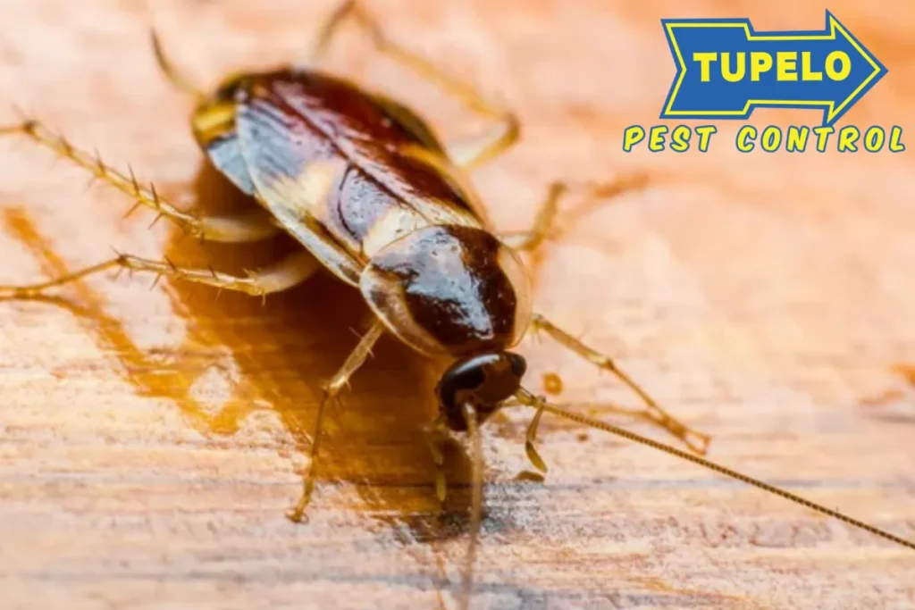 cockroach