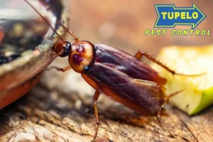 cockroach