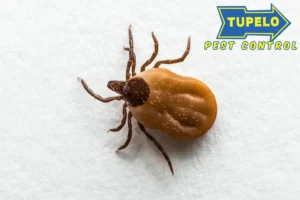 tick