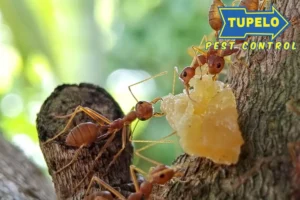 ants carrying food