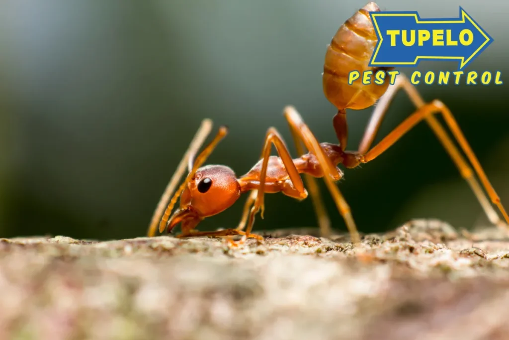 closed up fire ant