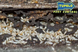 termite problem in the house
