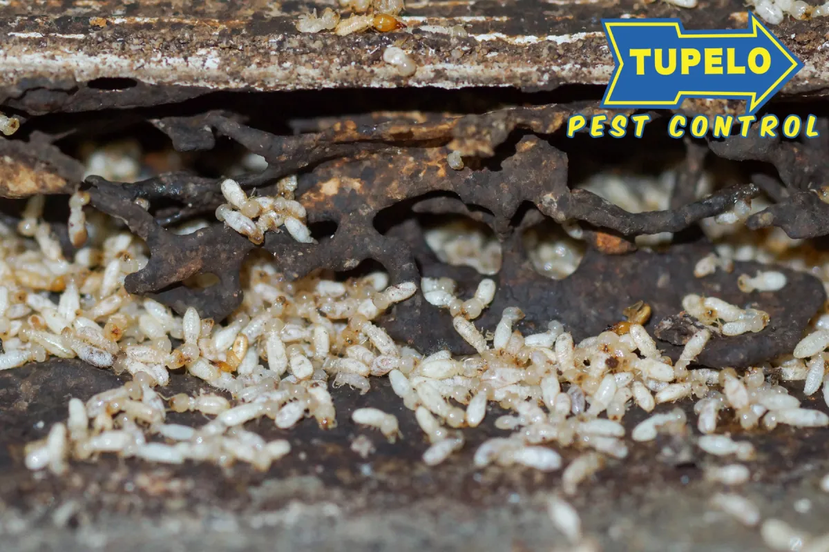 termite problem in the house
