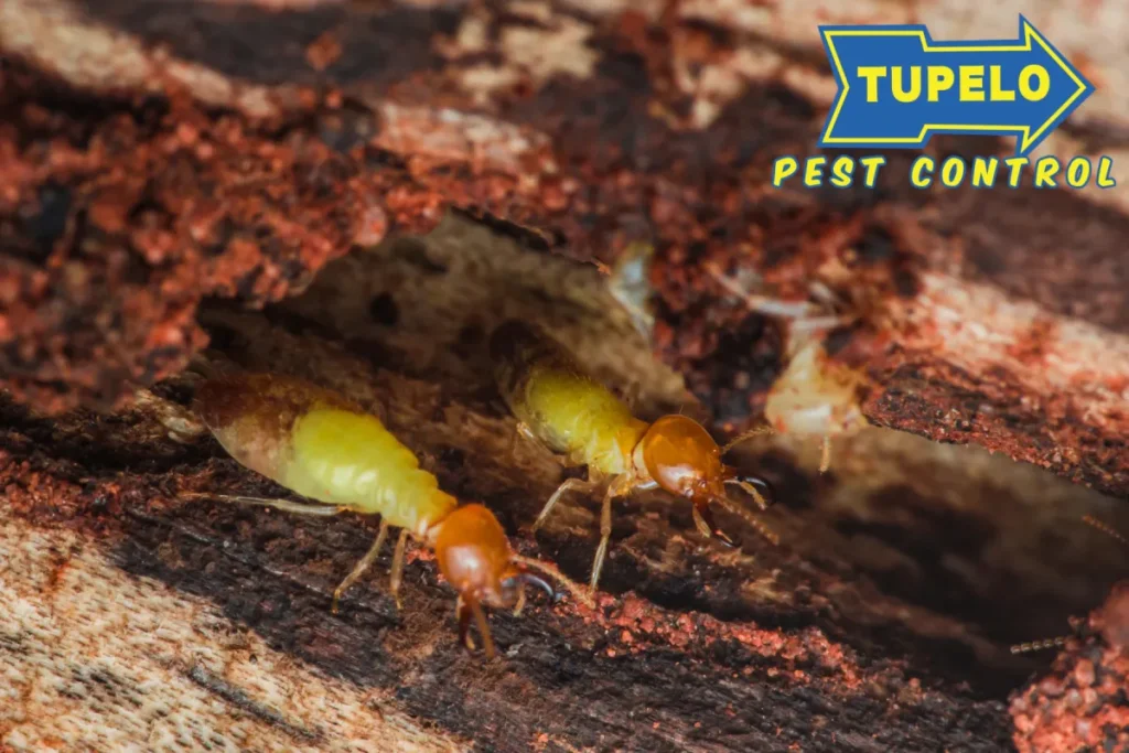 termites eating wood