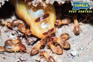 group of termites
