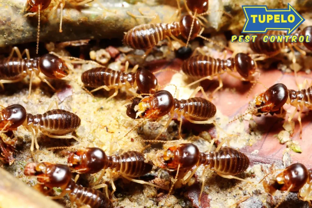 group of termites