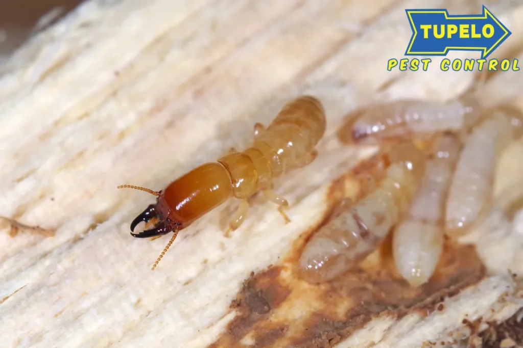 termite on wood