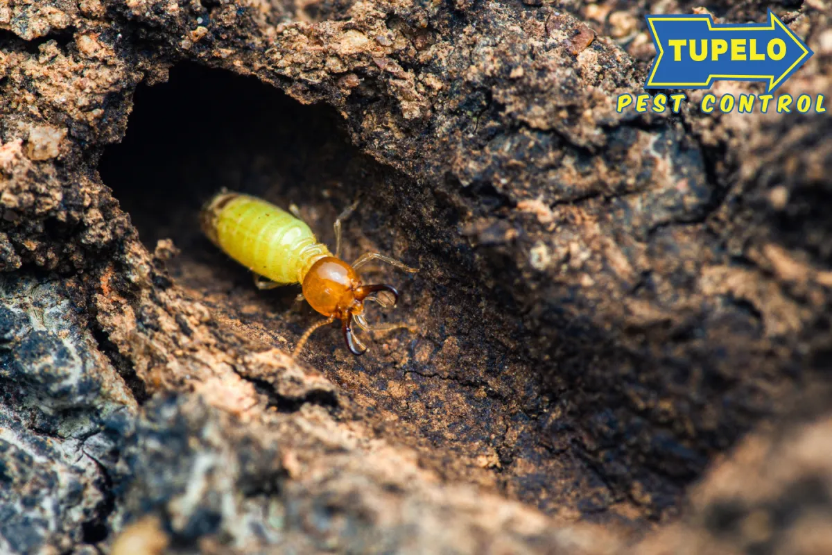 termite walking on nest