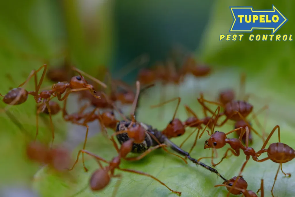 fire ants on leaves