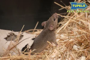 house mouse