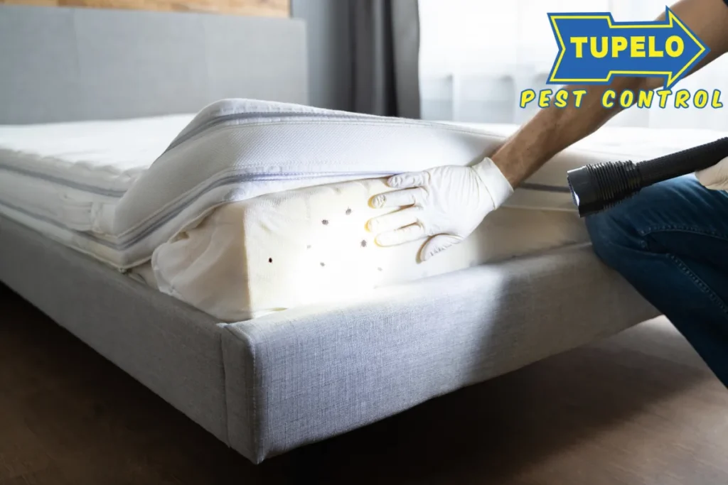 bed bug infestation