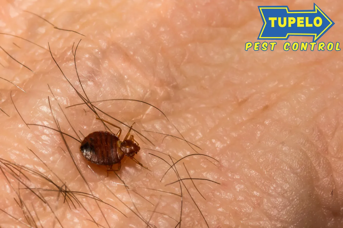common bed bug