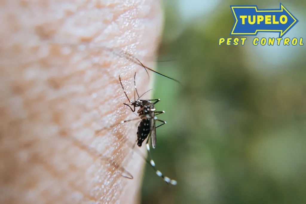 mosquito on human skin